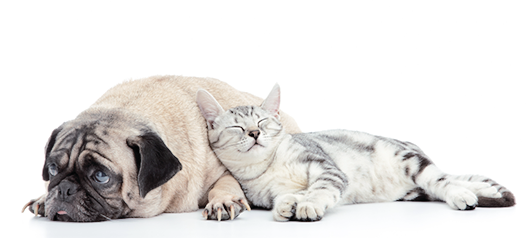 Mops Hund & Katze